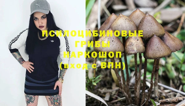 прущие грибы Алзамай