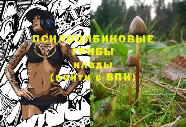прущие грибы Алзамай